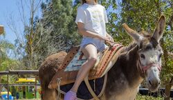 Veranstaltung: Parque Krazy World Algarve: Bilhete de entrada, Krazy World Algarve Zoo & Park in Algoz