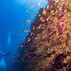 Veranstaltung: Snorkeling Genova, Genoa Water Sports in Genoa