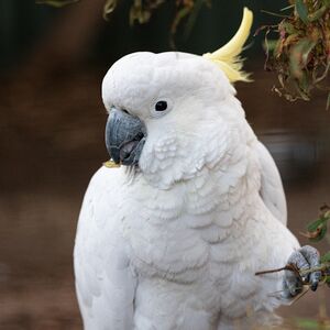 Veranstaltung: Feeding Frenzy Tour at Bonorong Wildlife Sanctuary, Bonorong Wildlife Sanctuary in Brighton