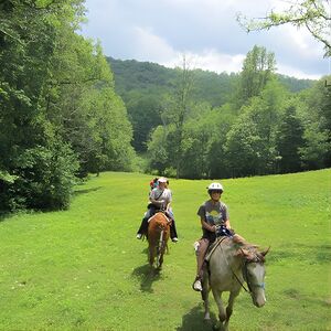 Veranstaltung: Guided Horseback Ride through Flame Azalea and Fern Forest, 276 Arrowmont Trl in Asheville