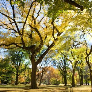 Veranstaltung: Central Park Photography Tour with Local Photographer, Bethesda Terrace in New York