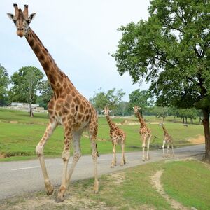 Veranstaltung: Parco Safari di Pombia: Biglietto d'ingresso, Pombia Safari Park in Pombia