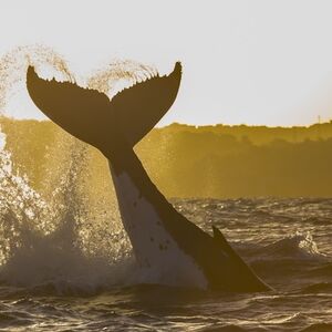 Veranstaltung: Sydney: Whale Watching Adventure Cruise, Whale Watching Sydney in Sydney