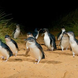 Veranstaltung: Phillip Island Penguin Parade Small Group Eco Tour from Melbourne, Day Trips from Melbourne in Melbourne