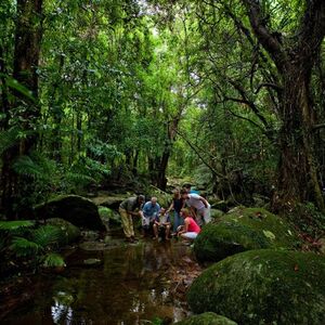 Veranstaltung: Daintree Rainforest Aboriginal Cultural Tour from Port Douglas or Cairns, Daintree Rainforest in Cape Tribulation