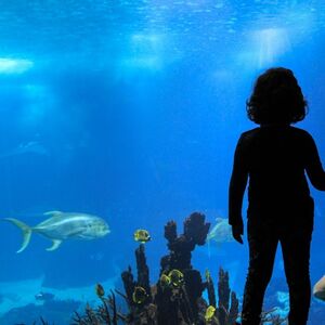 Veranstaltung: Oceanário de Lisboa: Tour guiado privado, Oceanário de Lisboa in Lisbon