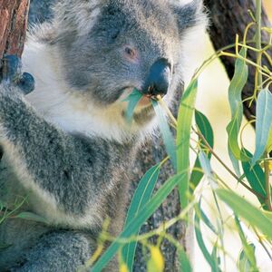 Veranstaltung: Pinnacles Desert: Guided Stargazing Tour + Roundtrip Transfer, Pinnacle Desert in Burswood