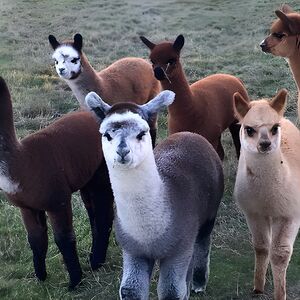 Veranstaltung: 2-Hour Alpaca Farm Experience in Kenilworth, Faerie Tale Farm Alpacas in Kenilworth