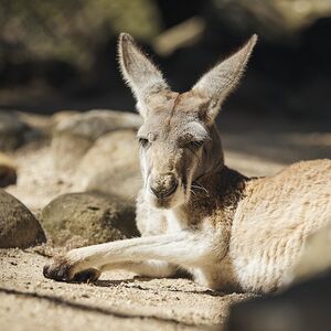 Veranstaltung: Go City Sydney: Explorer Pass, Blue Mountains Explorer Bus in Katoomba