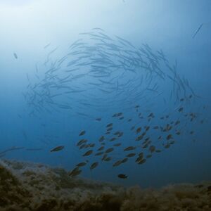 Veranstaltung: Los Cristianos: Snorkeling on a Lava Reef, Tenerife Water Activities in Tenerife