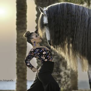 Veranstaltung: Club Hípico El Ranchito: Espectáculo andaluz de caballos y flamenco, Malaga Flamenco Shows in Málaga