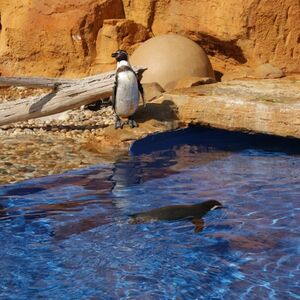 Veranstaltung: Marineland Mallorca: Entrada sin colas, Marineland Mallorca in Calvià