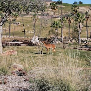 Veranstaltung: San Diego Zoo Safari Park: Entry Ticket, San Diego Zoo Safari Park in Escondido