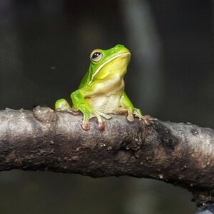 Veranstaltung: Solar Whisper Daintree River Crocodile and Wildlife Cruise, Esplanade in Port Douglas