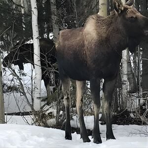 Veranstaltung: Winter - Wildlife & Turnagain Arm Tour, 546 W 4th Ave in Anchorage