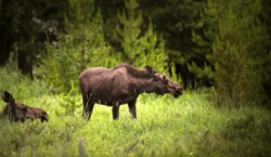 Veranstaltung: From Stockholm: Moose & Wildlife Safari with Campfire Dinner, in Stockholm