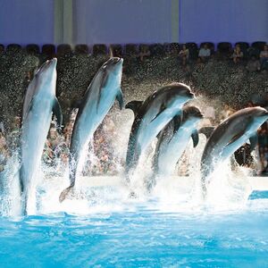 Veranstaltung: Dubai Dolphinarium: Dolphin and Seal Show, Dubai Dolphinarium in Dubai