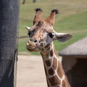 Veranstaltung: San Diego Zoo Safari Park: Entry Ticket, San Diego Zoo Safari Park in Escondido