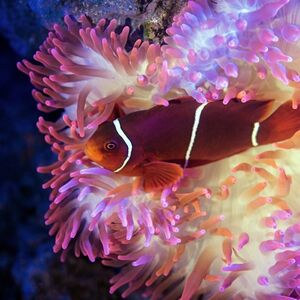 Veranstaltung: Cairns Aquarium by Twilight with Dinner, Cairns Aquarium in Cairns City