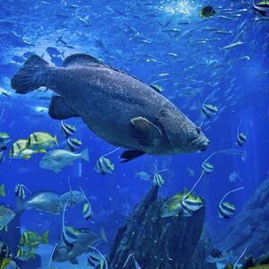 Veranstaltung: Oceanário de Lisboa: bilhete de entrada, Oceanário de Lisboa in Lisbon