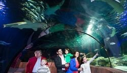 Veranstaltung: SEA LIFE Timmendorfer Strand: Eintrittskarte, SEA LIFE Timmendorfer Strand in Timmendorfer Strand