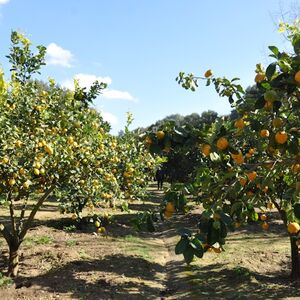 Veranstaltung: Giardino della Kolymbethra e Ipogeo: Tour Guidato, Kolymbethra Garden in Agrigento