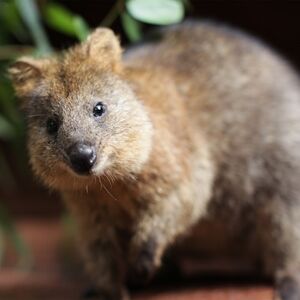 Veranstaltung: WILD LIFE Sydney Zoo: Entry Ticket, WILD LIFE Sydney zoo in Sydney