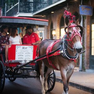 Veranstaltung: French Quarter by Mule Drawn Carriage: 60-Minute Tour, City Cards New Orleans in New Orleans