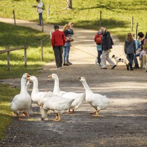 Veranstaltung: Open-Air Museum Ballenberg: Skip The Line Ticket, Open-Air Museum Ballenberg in Hofstetten bei Brienz