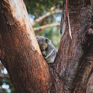 Veranstaltung: Port Stephens Koala Sanctuary, Port Stephens Koala Sanctuary in One Mile