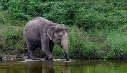 Veranstaltung: Bukit Elephant Park: Entry + Guided Tour + Transfers, Bukit Elephant Park in Phuket