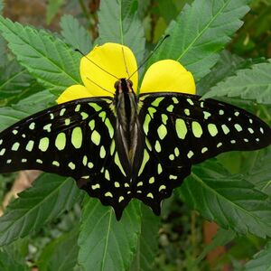 Veranstaltung: Mariposario de Benalmádena: Entrada, Benalmadena Butterfly Park in Benalmádena