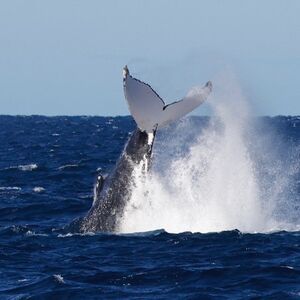 Veranstaltung: Augusta: Whale Watching Tour, Augusta Whale Watching in Leeuwin