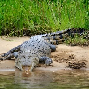 Veranstaltung: Daintree River Cruise, 5 Stewart St in Port Douglas