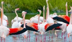 Veranstaltung: GaiaZOO: Entry Ticket, GaiaZOO in Kerkrade