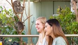 Veranstaltung: WILD LIFE Sydney: Breakfast with the Koalas, WILD LIFE Sydney zoo in Sydney