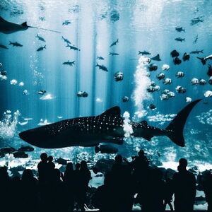 Veranstaltung: Atlanta Zoo + Aquarium Pass, Atlanta City Cards in Atlanta