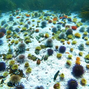 Veranstaltung: Kelp Forest Snorkeling in Cape Town, 1 Albert Rd in Cape Town