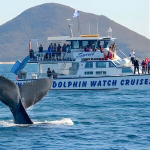 Veranstaltung: Port Stephens: Whale Watching Cruise, Moonshadow-TQC Cruises Boarding in Nelson Bay