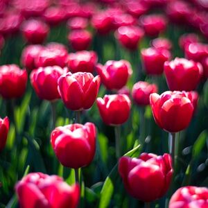 Veranstaltung: Keukenhof: Entry + Return Bus Transfer from A’dam Tower, Keukenhof in Lisse