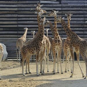 Veranstaltung: Parc Zoologique de Paris (Zoo de Vincennes): Billet d'entrée, Parc Zoologique de Paris in Paris