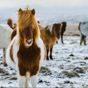 Veranstaltung: Iceland: Horseback Riding - Heritage Tour, Iceland Wildlife Experiences in Reykjavík