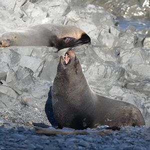 Veranstaltung: Seal Coast Safari Tour by 4WD, 1 Cambridge Terrace in Wellington