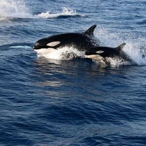 Veranstaltung: Observación de ballenas y delfines en Gibraltar desde Sevilla, Tarifa Water Activities in Tarifa