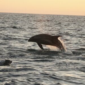 Veranstaltung: Iceland: Premium Evening Whale Tour from Reykjavík, Iceland Whale Watching in Reykjavík