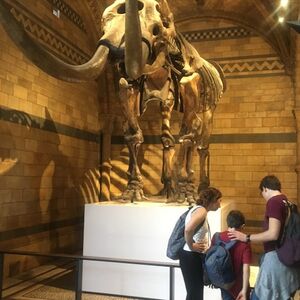 Veranstaltung: Natural History Museum London: Guided Tour, Natural History Museum in London