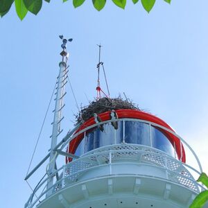 Veranstaltung: Wavedancer Low Isles Cruise from Port Douglas, Low Isles in Port Douglas