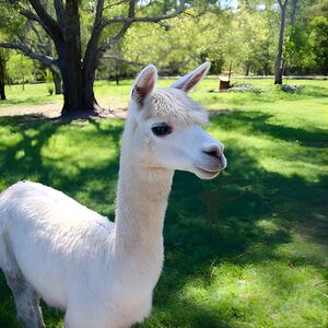 Veranstaltung: 1hr Animal Tour, 1100 Winn Rd in Brisbane