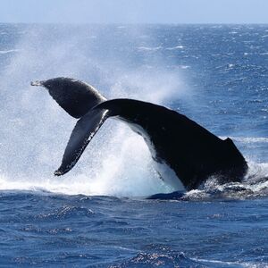 Veranstaltung: Dunsborough: Whale Watching Tour, Dunsborough Whale Watching in Quindalup