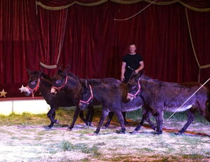 Veranstaltung: Circus neu erleben, Festplatz Walldorf in Mörfelden-Walldorf